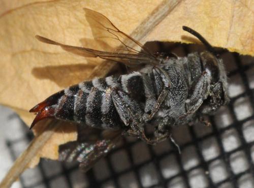 Réf. 265 567 : Coelioxys echinata
